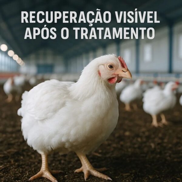 Sulfamicina Para Aves 1 Litro - Para Tratamento De Coccidiose - Ibasa - Imagem 5