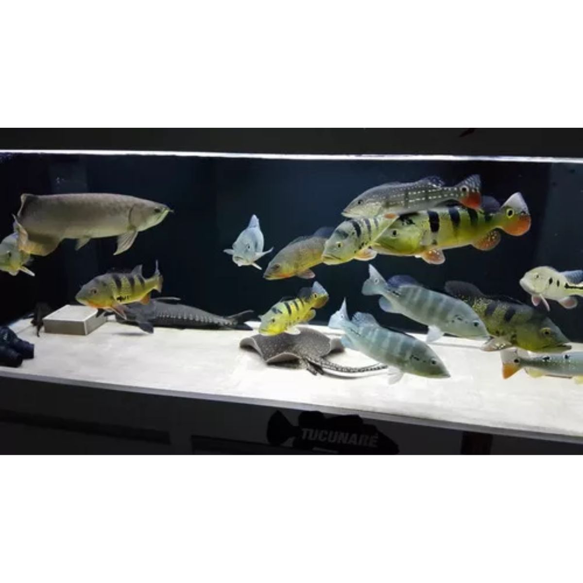 Filtro UV 55w 110v - Imagem 2