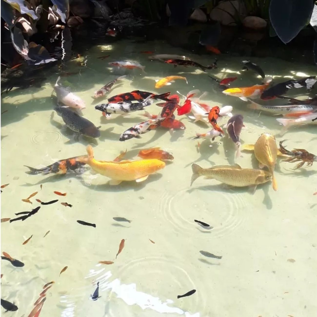 Oceancarbon 500ml - Imagem 3