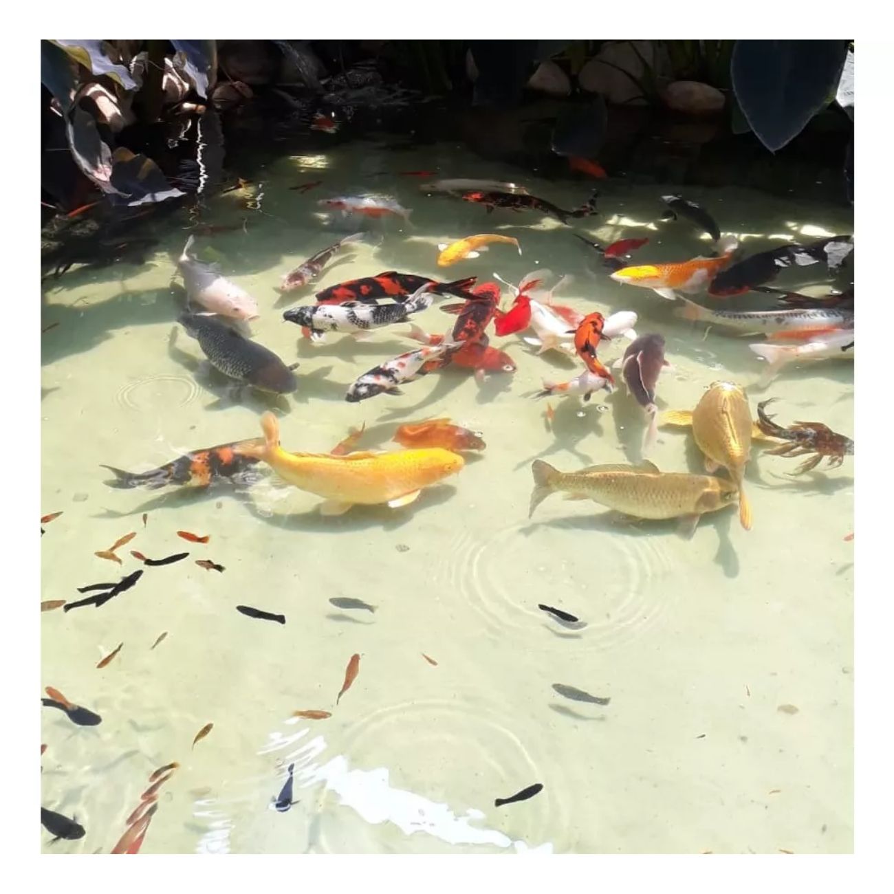 Ot Startup 250 Ml - Imagem 3