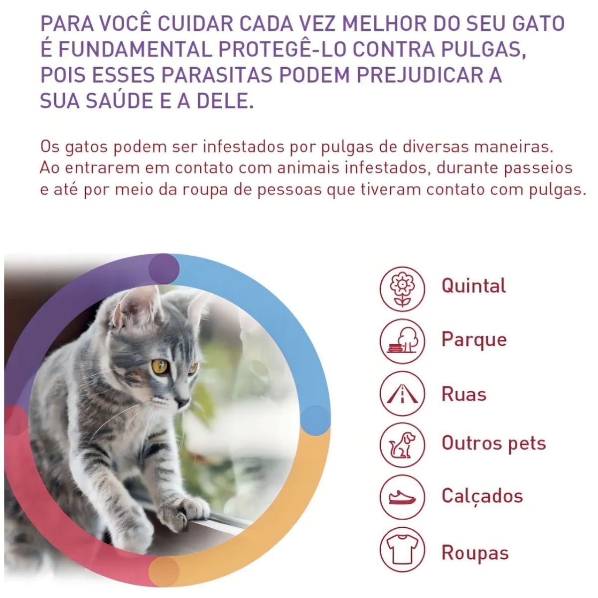 Bravecto Transdermal Gatos 500mg - MSD - Imagem 3