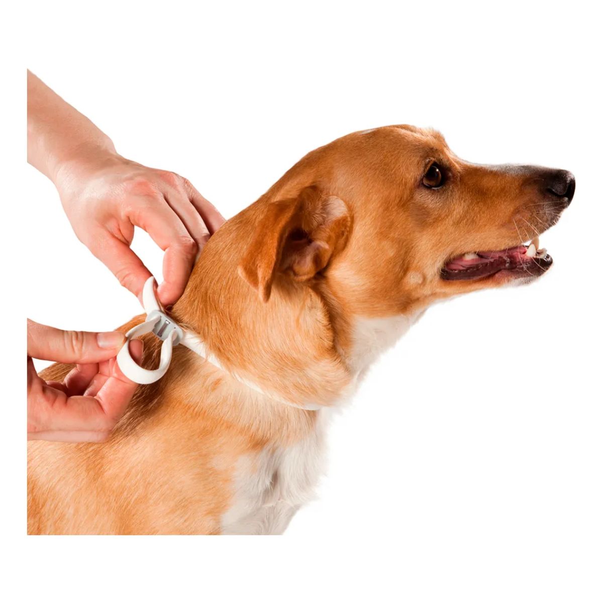 Kit 2 Scalibor Cães Grandes 65cm - MSD - Imagem 5