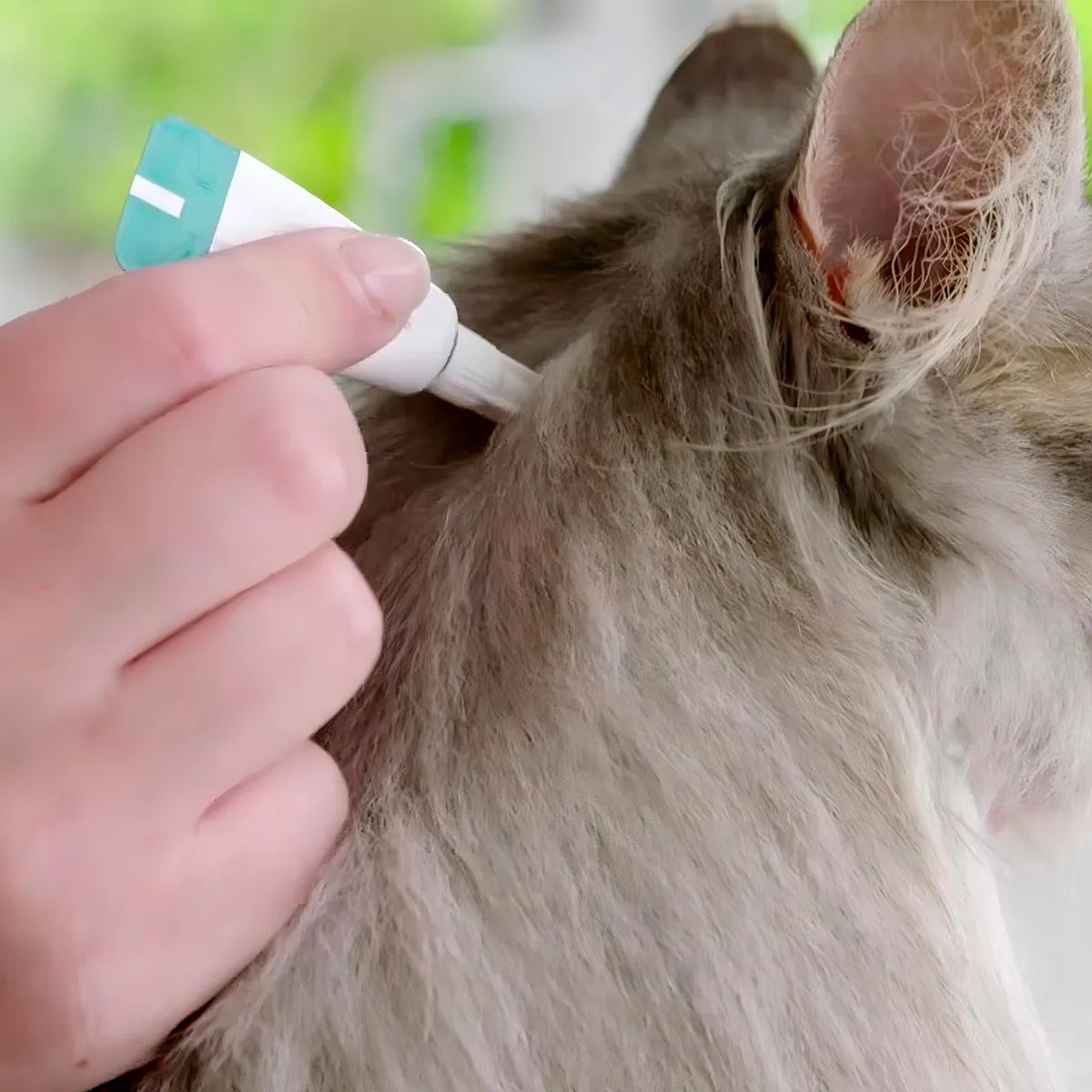 Bravecto Transdermal Gatos 500mg - MSD - Imagem 6