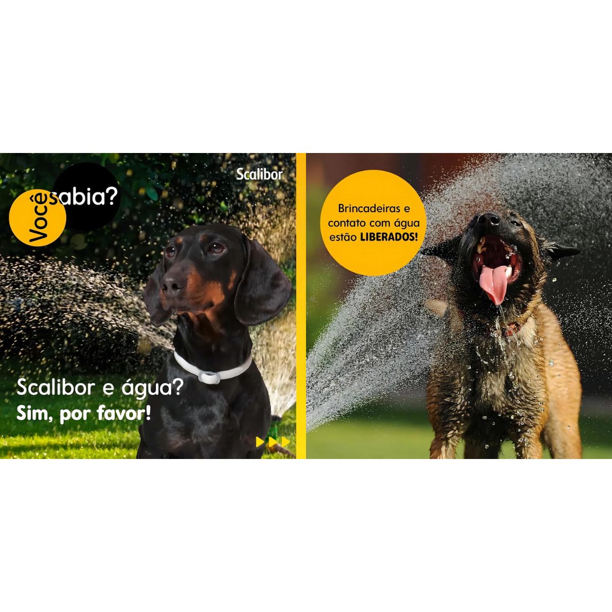Kit 5 Scalibor Cães Grandes 65cm - MSD - Imagem 7